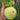 1057 Cherokee Purple x Marian's World Tomato, 5 Seeds