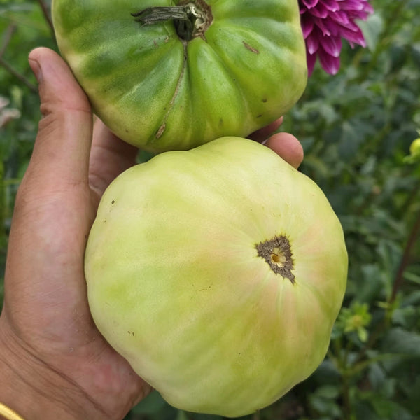 1057 Cherokee Purple x Marian's World Tomato, 5 Seeds