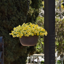 U2332 Caliburst Yellow F1 Petchoa, 5 Seeds
