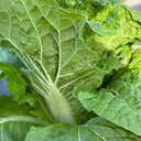 Early Royal Beijing Cabbage Seeds, 20g