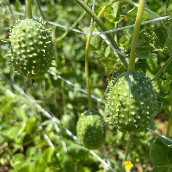 West Indian Gherkin, 10~20 Seeds