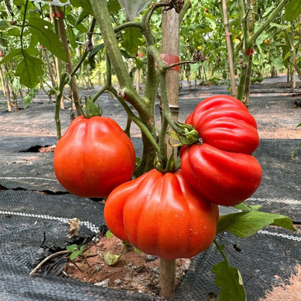 CORAZON Fleshy Tomato Seeds, 10 Seeds