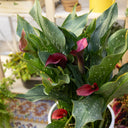 'Chief' Calla Lily, 16/18cm Circumference, 1 Bulb