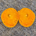 360 Rosalie's Early Orange Tomato, 5 Seeds