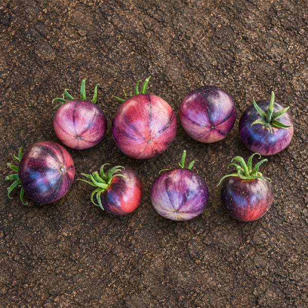 421 Ozark Sunset Tomato, 5 Seeds