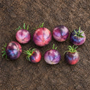 421 Ozark Sunset Tomato, 5 Seeds