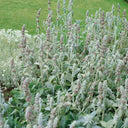 Lamb's Ear, 20 Seeds