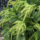 Green Love-lies-bleeding Flower Seeds, 1g