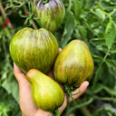 804 Emerald Caramel F6 Tomato, 5 Seeds