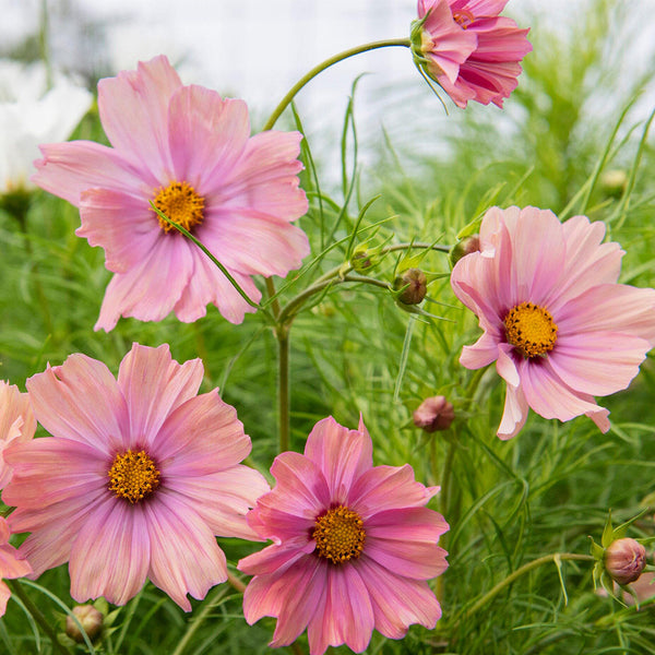 Hezhichun Cosmos bipinnatus 'Apricotta' Seeds, 1g