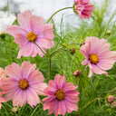 Hezhichun Cosmos bipinnatus 'Apricotta' Seeds, 1g