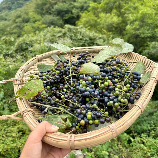 Mountain Grape, 50 Seeds