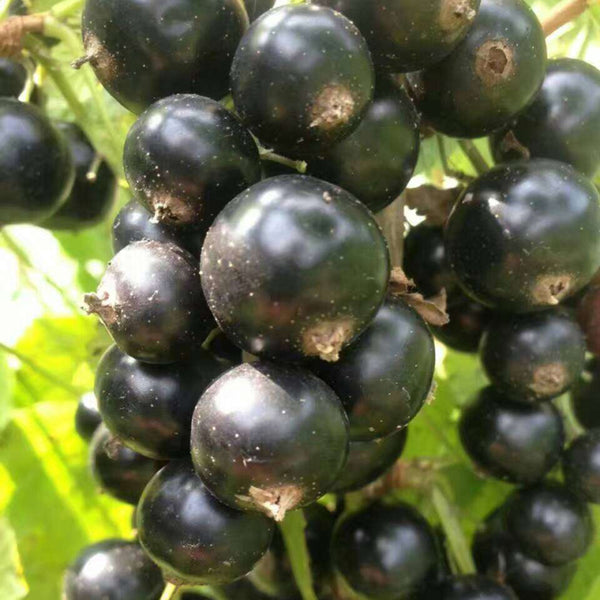 Black Currant, 10 Seeds