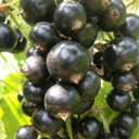 Black Currant, 10 Seeds