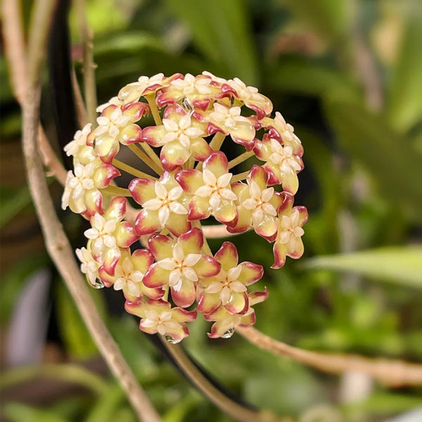 Hoya finlaysonii 'Nova', 2 Cuttings