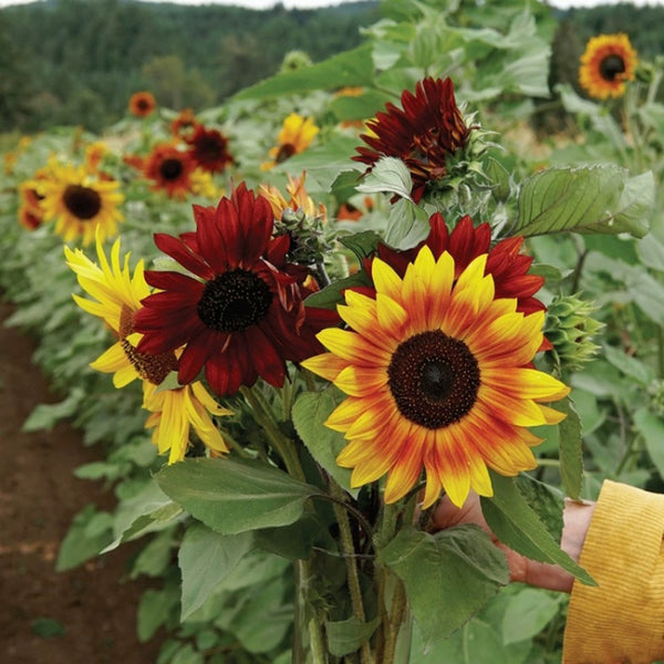 'Magic Flute' Ornamental Sunflower Seeds, 2g