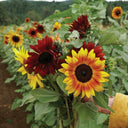 'Magic Flute' Ornamental Sunflower Seeds, 2g