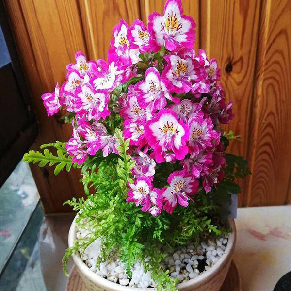 Poor man's Orchid (Schizanthus pinnatus) Seeds, 200 Seeds