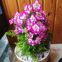 Poor man's Orchid (Schizanthus pinnatus) Seeds, 200 Seeds