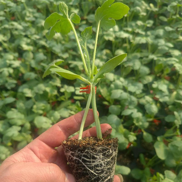 Qingyuan Black Stem Rootstock Seeds, 100 Grams ≈ 500 Seeds
