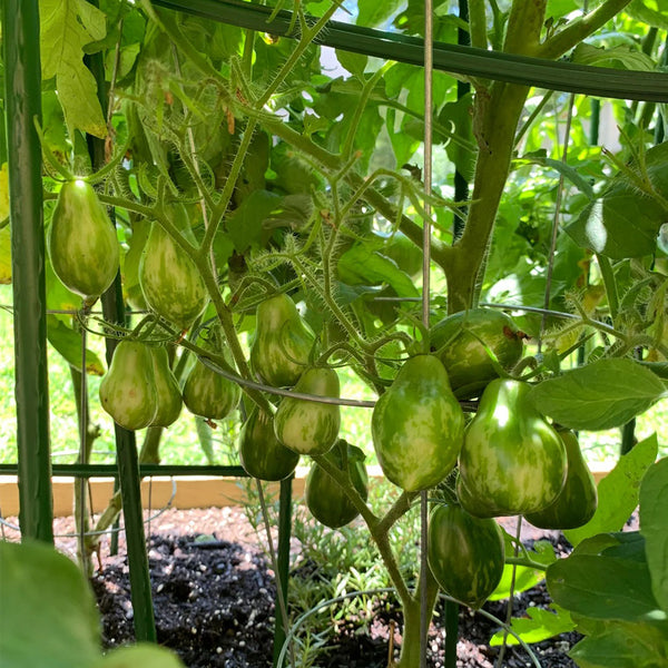 Mint Julep Tomato, 15 Seeds