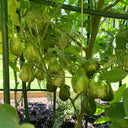 Mint Julep Tomato, 15 Seeds
