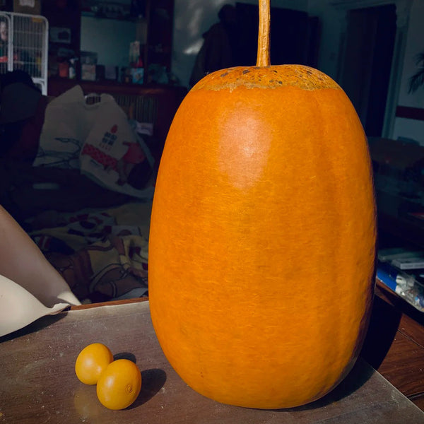 'Large Winter Melon' Gourd, 5 Seeds