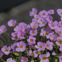 Oxalis obtusa Series Bulb - 'First Love', 6 Bulbs