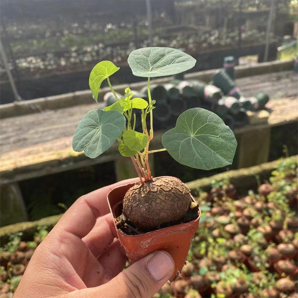 Stephania cepharantha Tuber