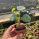 Stephania cepharantha Tuber