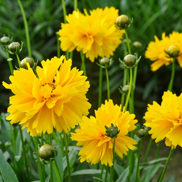 Large-Flowered Tickseed, 200 Seeds