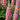 Pink Lupin, 100 Seeds