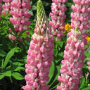Pink Lupin, 100 Seeds
