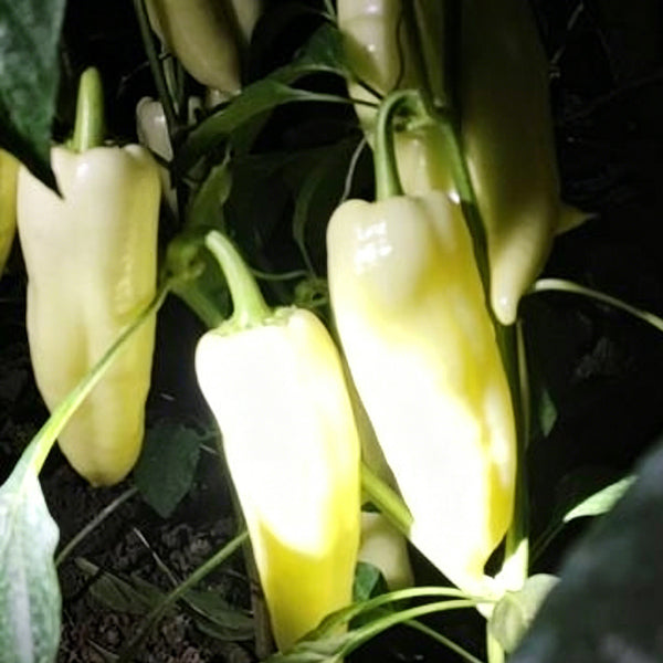 Specialty White Chili Pepper, 10 Seeds