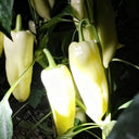 Specialty White Chili Pepper, 10 Seeds