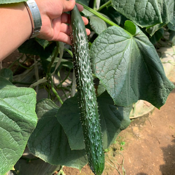 'New No. 4' Gynoecious Cucumber, 200 Seeds