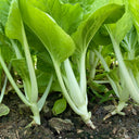 White-Stalked Baby Bok Choy Seeds, 20g