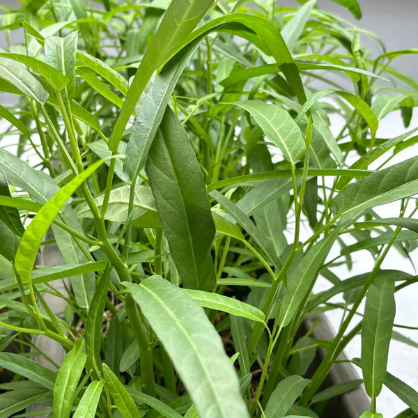 Bamboo Leaf Water Spinach Seeds, 30g