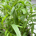 Bamboo Leaf Water Spinach Seeds, 30g