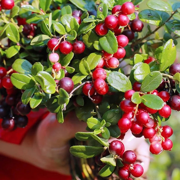 American Cranberry, 5 Seeds