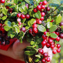 American Cranberry, 5 Seeds