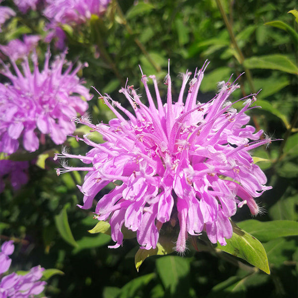 Hezhichun Bee Balm Seeds, 1g