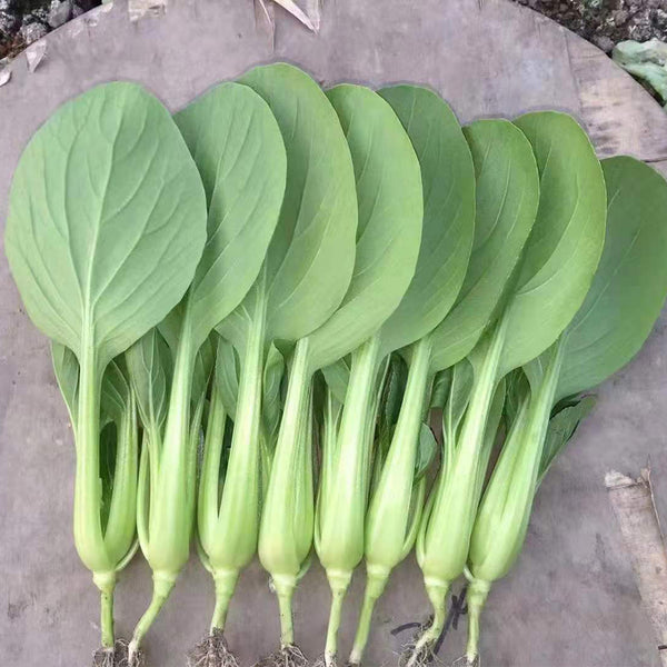 Round-Leaved Baby Bok Choy Seeds