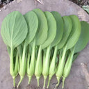 Round-Leaved Baby Bok Choy Seeds