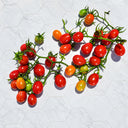 246 Dwarf Basel Viper Tomato, 5 Seeds