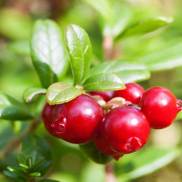 American Cranberry, 5 Seeds