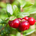American Cranberry, 5 Seeds