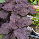Large-Leaf Perilla Seeds, 2g