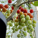 Sweet Aperitif Tomato, 5 Seeds