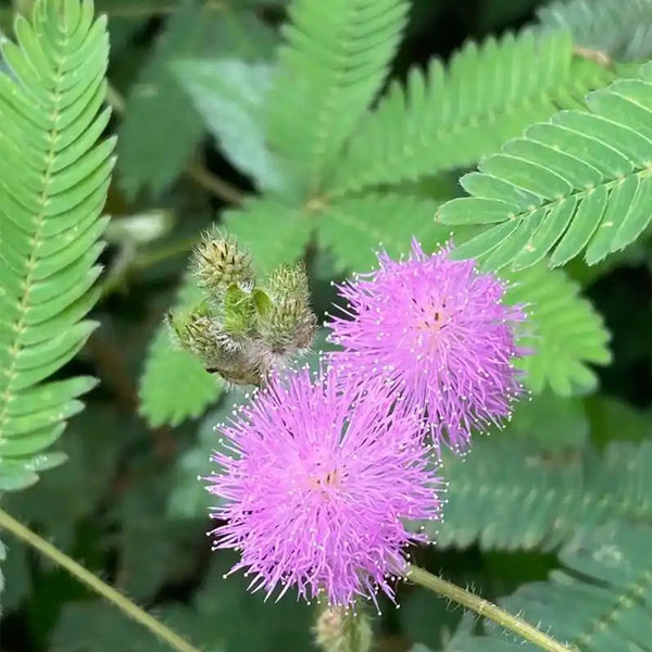 Sensitive Plant (Mimosa pudica L.) Seeds, 100 Seeds